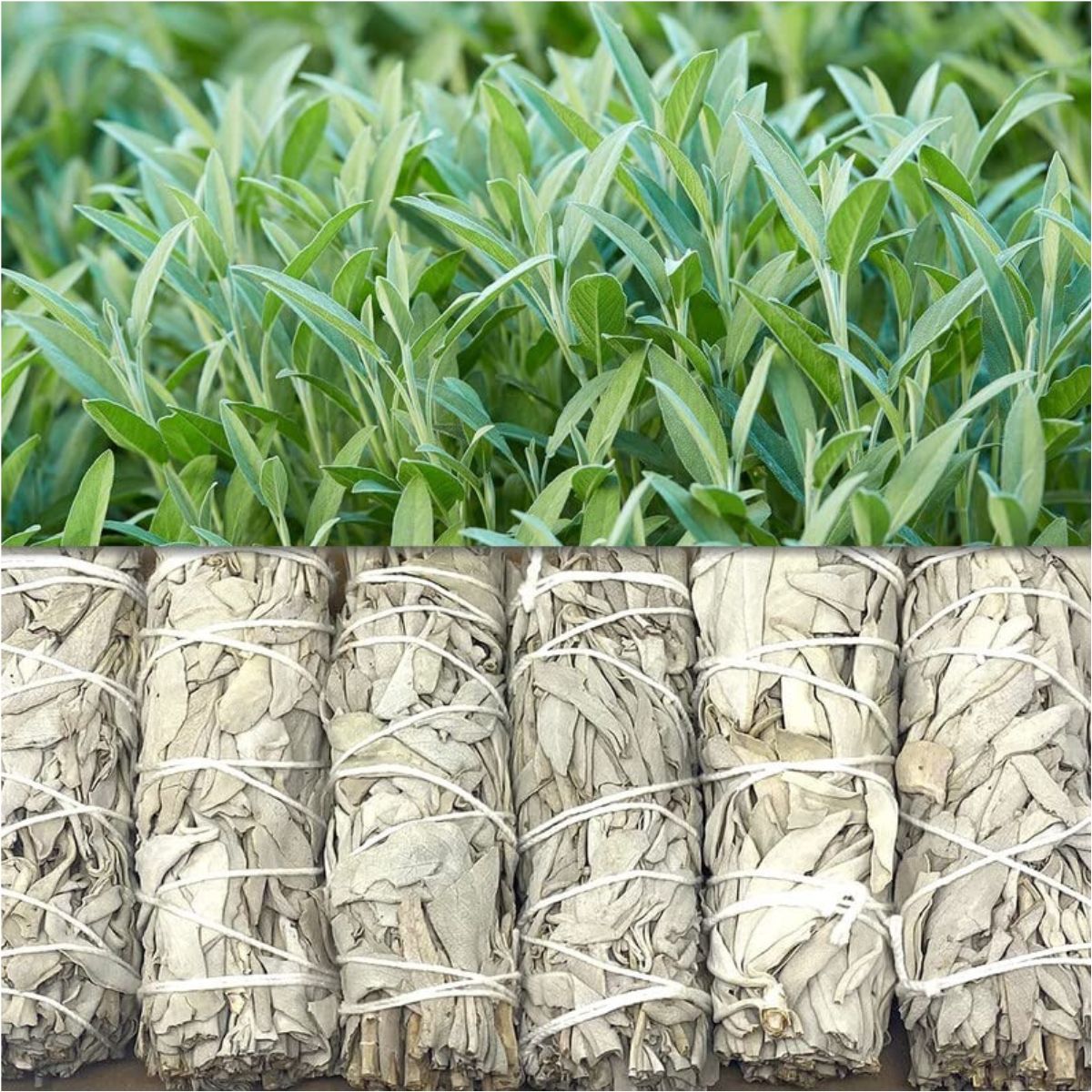 Natural Indian 4 Inch Sage Smudge Bundle 928 Grams) for Yoga Meditation Smudging Purpose