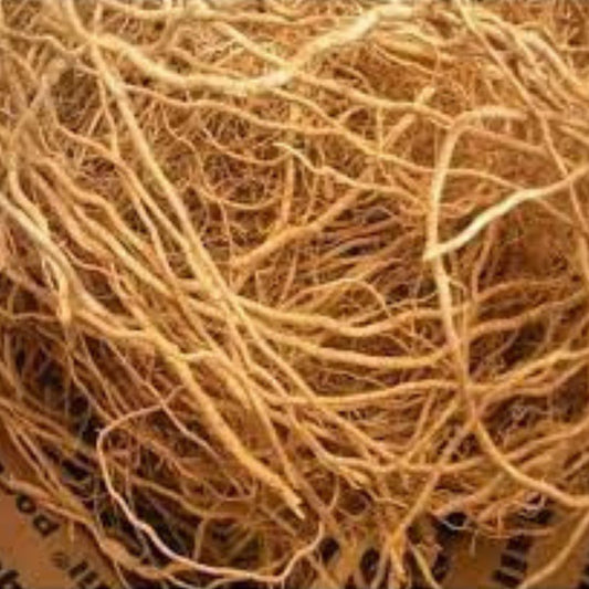 Organic Vetiver Root, Natural organic Herb, Chrysopogon zizanioides, Khus Khus, Dry Root, Vetiveria Zizanioides, Khas Jad, Khus Jad